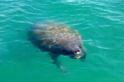 Manatee in bright blue-green water visiting on a SUP Englewood paddling tour.