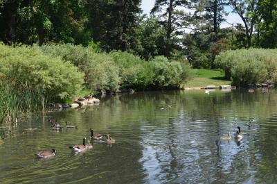 Ducks and Geese swimming at Glenmere Park