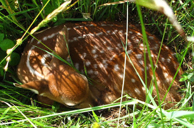 Whitetail fawn hiding in the grass