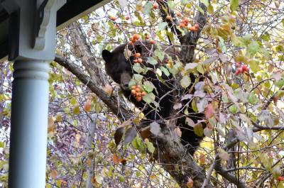A black bear in a tree in Steamboat Springs, CO