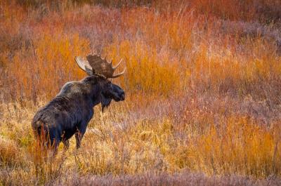 Moose are common in Steamboat Springs, CO