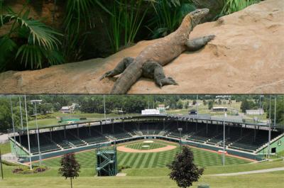 lizards & little league