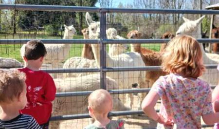 Montrose Alpaca Farm up close