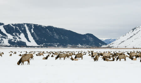 Elk on Refuge in front of Snow King