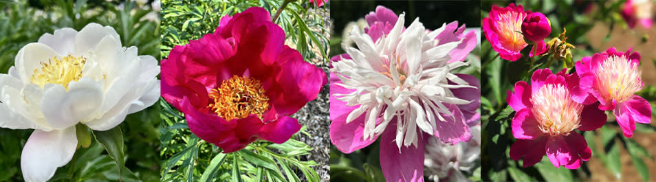 Photo collage of peony blooms