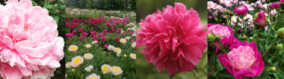 Photo collage of peonies blooming