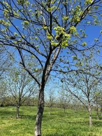 Pecan Tree