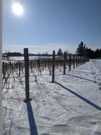 Rove Snowshoe Trail Runs Adjacent to Vineyard