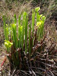 Pitcher Plants at Carolina Beach State Park