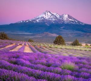 Lavender Farms