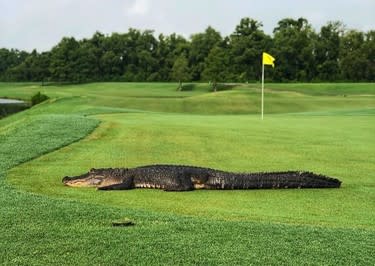 Gator at TPC Golf in Jefferson Parish