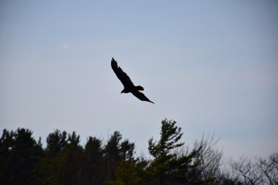 Eagle in Thacher Park