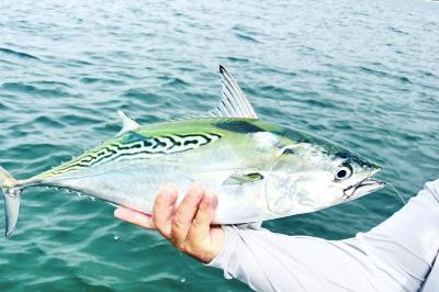 Closeup of Bonita Fish about to be released, held by Captain Jay Withers on a Silver Lining Charters fishing trip
