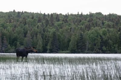 A moose in the water at Isle Royale National Park, located in the Upper Peninsula of Michigan.
