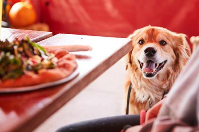 dog-on-patio-at-rock-and-brews-in-overland-park