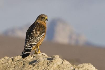 A bird of prey on a rock in San Luis Obispo Botanical Garden