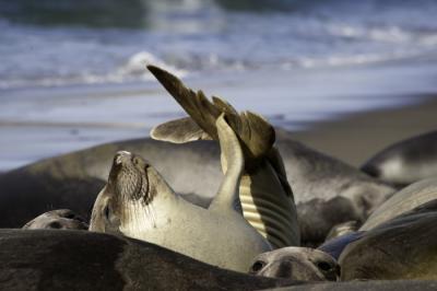 Elephant seals basking in the sun at Ragged Point, San Simeon 