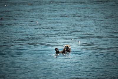 Stock otter swimming off the SLO CAL coast