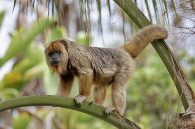 Santa Ana Zoo monkey
