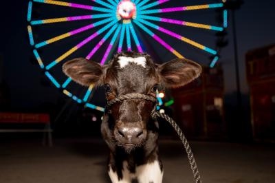 a cow at the york state fair in front of the glowing ferris wheel at night