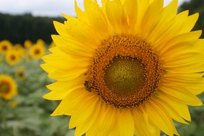 Sunflower festival