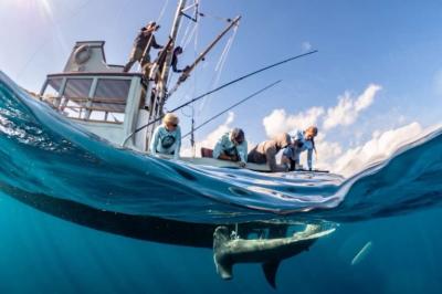 Love the Ocean: Shark Stories with Dr. Mikki McComb-Kobza | Ocean First
