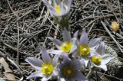 Early Spring Flowers Hike