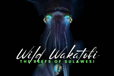 Wakatobi Film Premiere