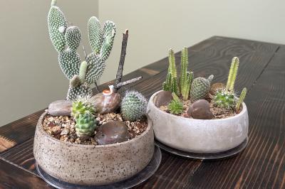 Cactus Building Garden at Moss Houseplants