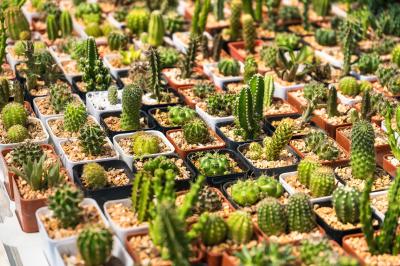 Cactus Garden Building Workshop at Moss Houseplants