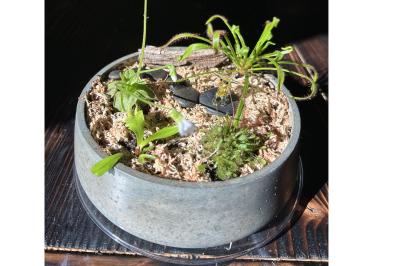 Carniverous Bog Workshop at Moss Houseplants