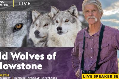 National Geographic Live: Wild Wolves of Yellowstone