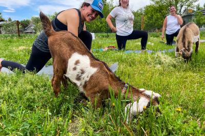 Growing Gardens Goat Yoga