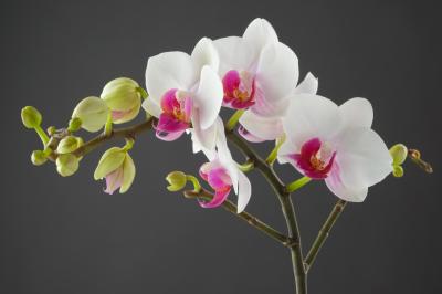 Orchid Mounting Workshop at Moss Houseplants