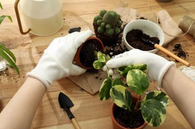 FREE Plant Rescue Event at Moss Houseplants