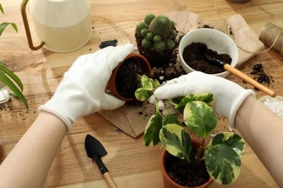 Soil to Semi-hydroponic Houseplant Workshop