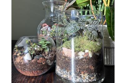 Terrarium Building Workshop