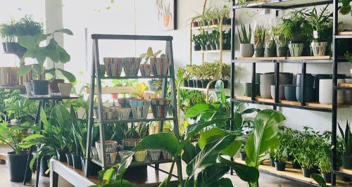 Bright green plants on shelves in Habitat Plants and Coffee shop in downtown McKinney.