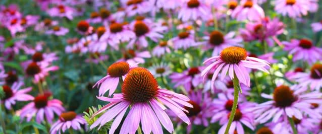 flowers from botanical garden at north carolina zoo
