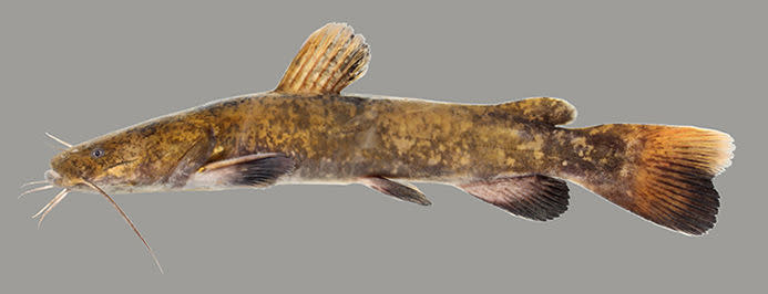 Flathead Catfish