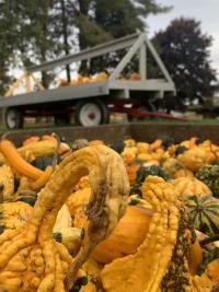 Image of pumpkins in front of a cart