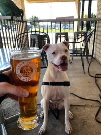 A pitbull next to its owner's brew at Happy Basset Brewing Company