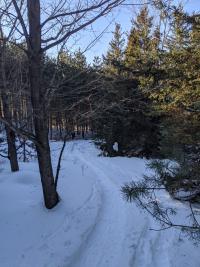 Winding Trail of Fir and Deciduous Trees