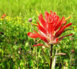 Indian Paintbrush | Pixabay Image