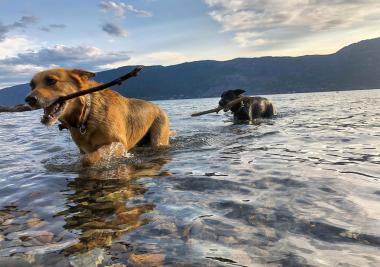 Dogs with Sticks in Lake