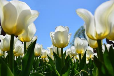 Tulips in Washington Park