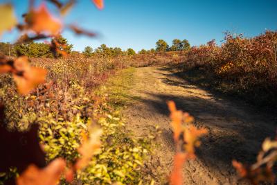Albany Pine Bush Preserve in Fall