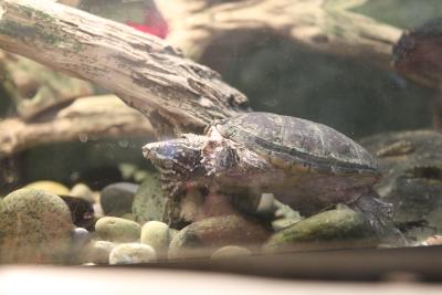 Pine Bush Preserve Discovery Center Turtle