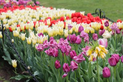 Tulip Beds in Washington Park