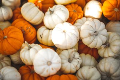 White and orange mini pumpkins in a pile with sunlight splashed over the image.